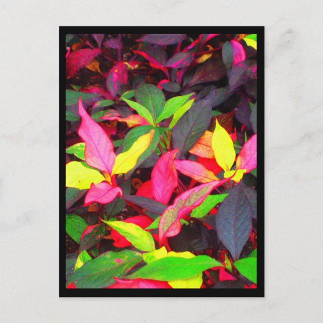 Cartões postais — Flores de cidades-14 (Frente)