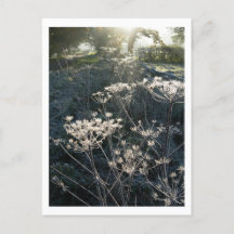 Cartões postais Frosty Morning em Cheshire