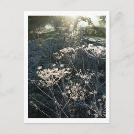 Cartões postais Frosty Morning em Cheshire