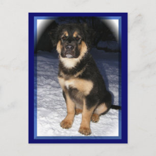 Cartões postais GSD Mix