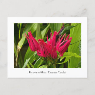 Cartões postais incomuns para velas ou muitas flor