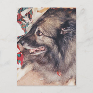 Cartões postais Keeshond