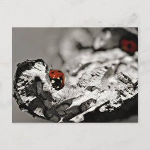 Cartões postais Ladybugs