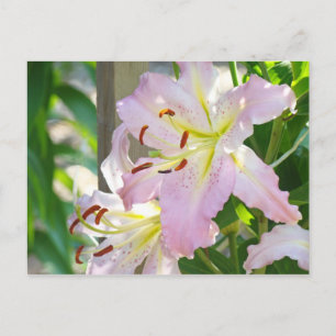 Cartões postais Lily Flowers Garden Pink Lily