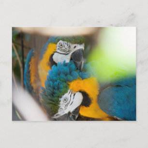 Cartões postais Macaws azuis