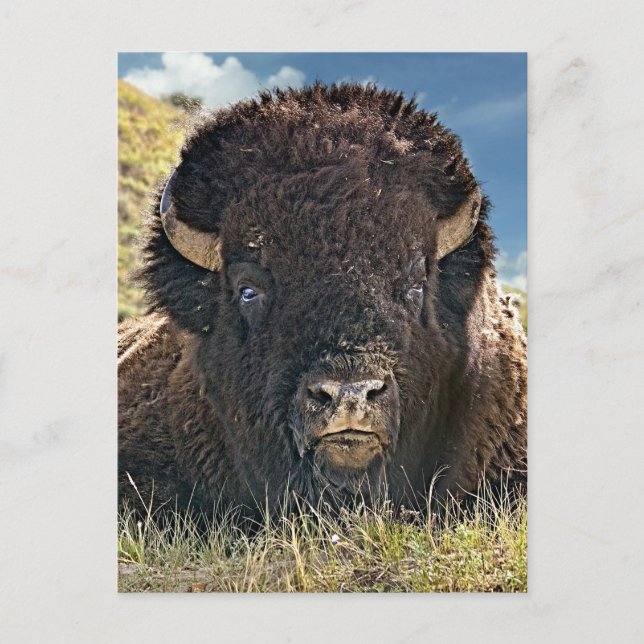 Cartões postais Mighty Bison (Frente)