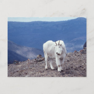 Cartões postais nº 11 da Série Mountain Goat Wi