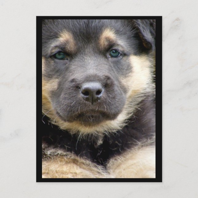 Cartões Postais Olhos Sábios (Frente)