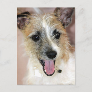 Cartões postais Parson Russell Terrier/Yorkie Mix