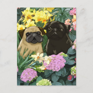 Cartões postais primavera Pugs
