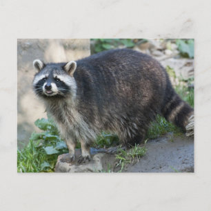 Cartões postais Raccoon