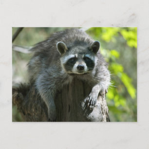 Cartões postais Raccoon