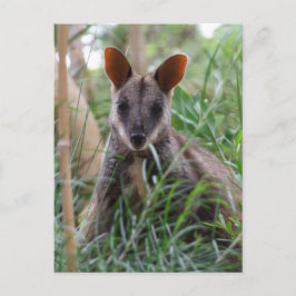 Cartões postais Rock Wallaby
