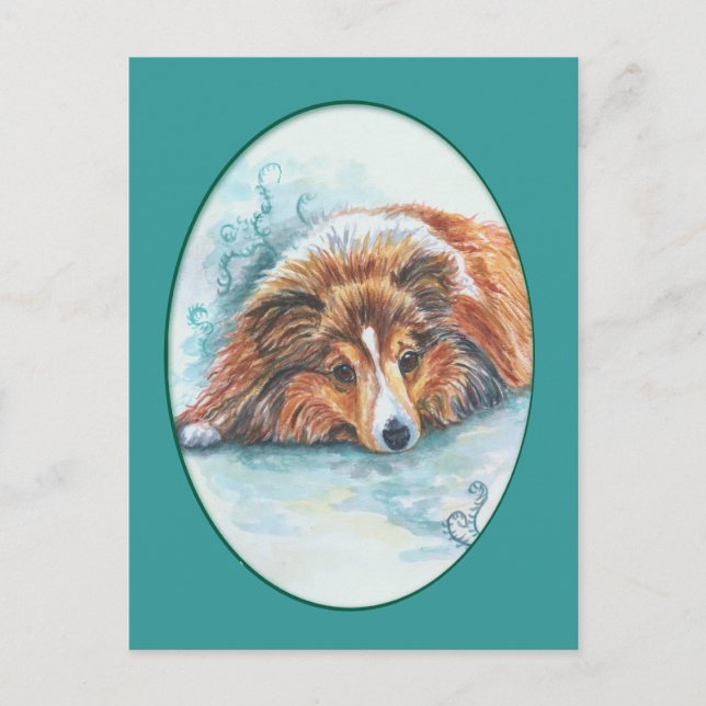 Cartões postais Shetland Sheepdog (Frente)