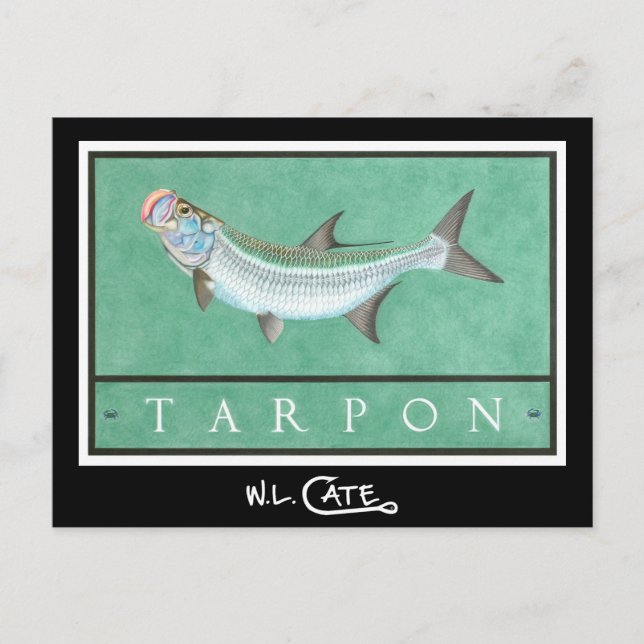 Cartões postais Tarpon (Frente)