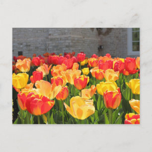 Cartões postais Tulips