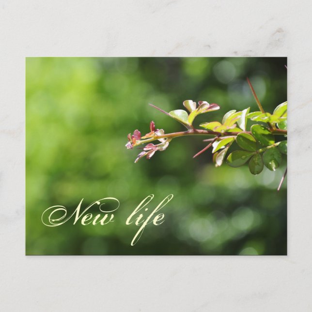 Cartões postais verdes (Frente)