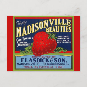 Cartões postais Vintage Madisonville LA Strawberry