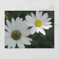 Cartões postais White Daisies
