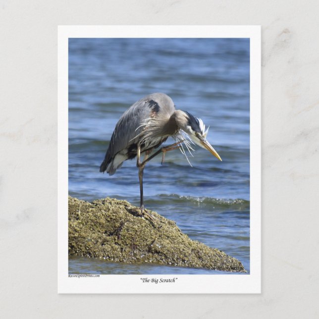 Cartões Postes "Big Scratch" (Frente)