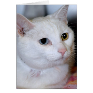 Cartões Todo-Brancos do cumprimento/nota do gato