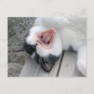 Carulmare Cat Yawn CC0379 Cartão postal