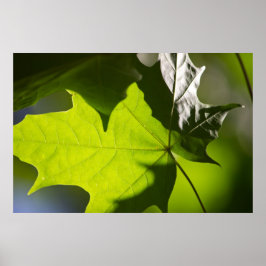 Carulmare Maple Leaf CC0041 Poster
