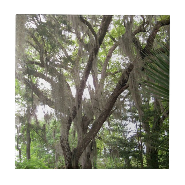carvalho com musgo espanhol acenando nos ramos (Frente)