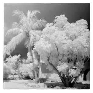 casa das Florida Keys e suas palmeiras, EUA. 2