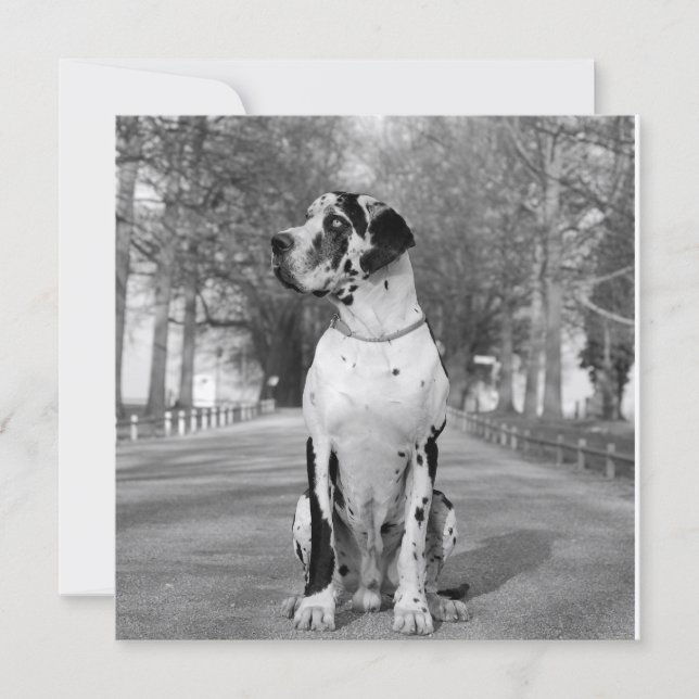 Casa do Dogue (Frente)