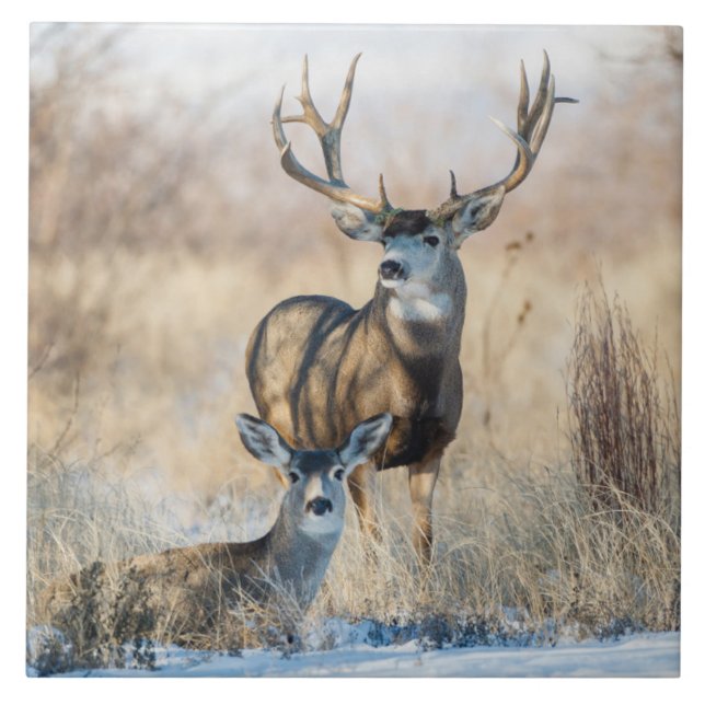 Casal Buck | Mule Deer (Frente)