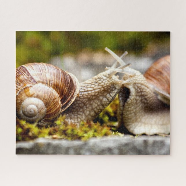 Casal de Caracóis, Quebra-Cabeça (Horizontal)