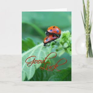 Casal Ladybug - Cartão Boa sorte