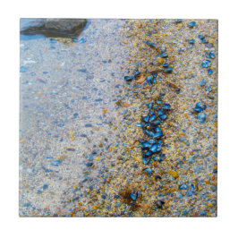 Cascas de mexilhão no Maine