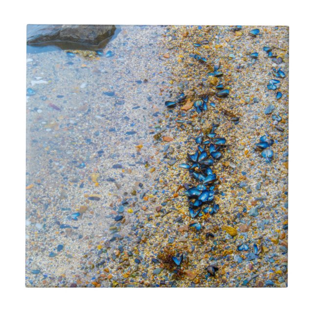 Cascas de mexilhão no Maine (Frente)