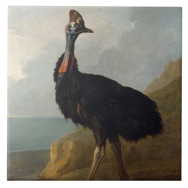 Cassowary (Ave Australiana) (Arte Animal Selvagem) (Frente)