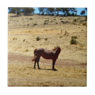 Castanho_Cavalo_País,_