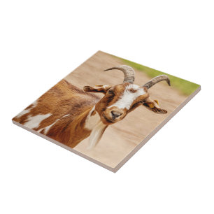 Castanho e Cabra Branca