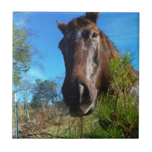 Castanho e Creme Corante Canto Azul