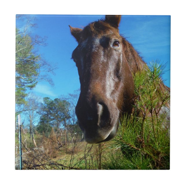 Castanho e Creme Corante Canto Azul (Frente)