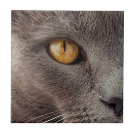 Cat Close-up Decorative Azulejo