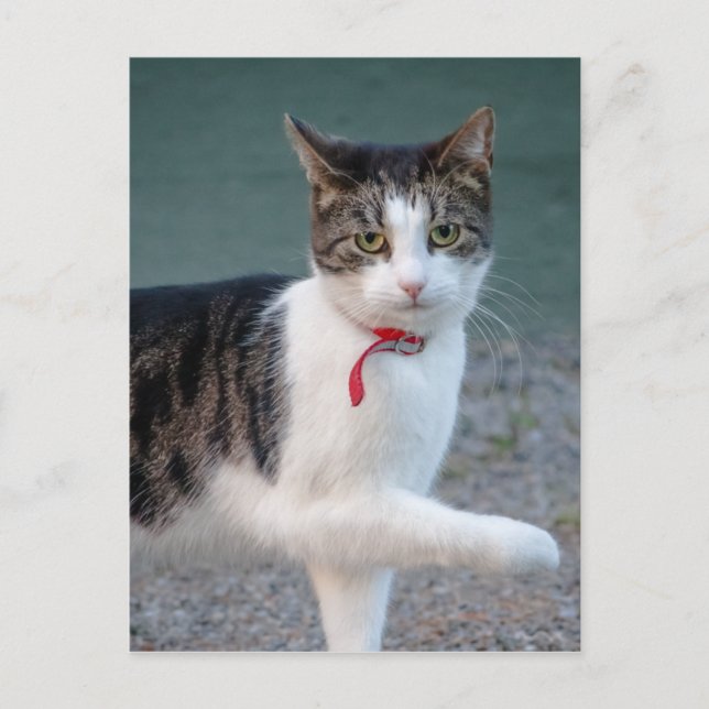 Cat diz seu cartão postal com fotos de estimação C (Frente)