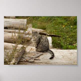 Cat está te esperando - Poster