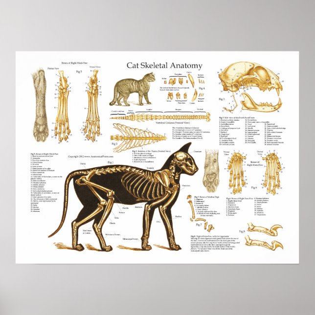 Cat Feline Skeletal Anatomy Poster (Frente)