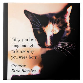 Cat Messenger