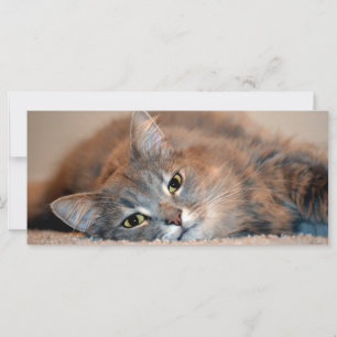 Cat Russo Azul de Cabelo Longo por Shirley Taylor