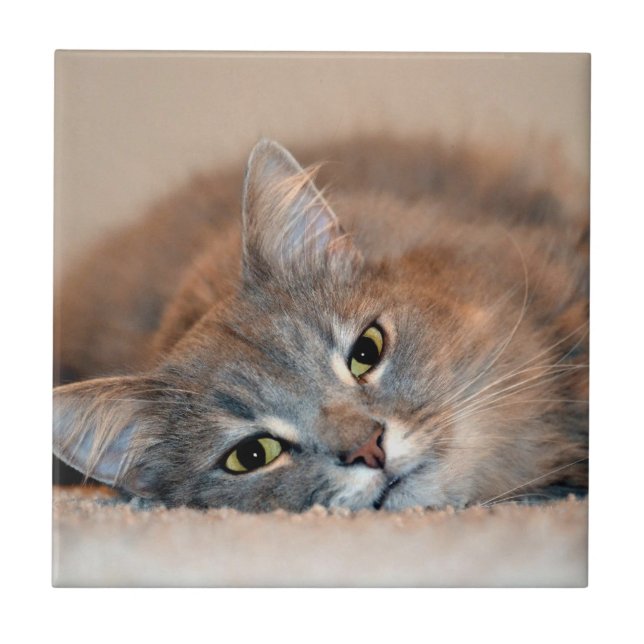 Cat Russo Azul de Cabelo Longo por Shirley Taylor (Frente)