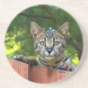 Cat Series — Serval Savannah Cat — Porta copos