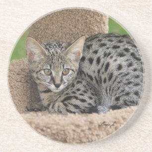 Cat Series — Serval Savannah Cat — Porta copos