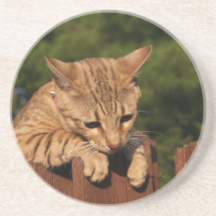 Cat Series — Serval Savannah Cat — Porta copos
